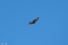 Nisaetus nipalensis