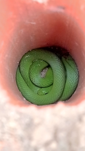 Crown Ground Snake