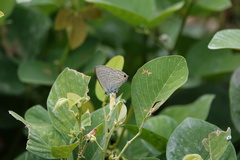 Catochrysops panormus exiguus