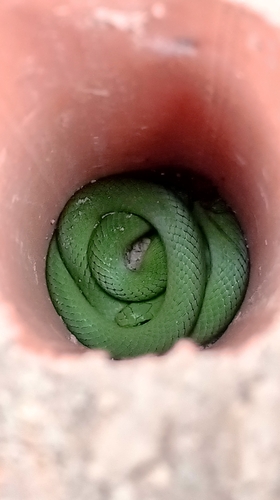 Crown Ground Snake