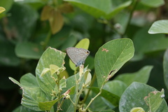 Catochrysops panormus exiguus
