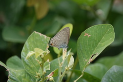 Catochrysops panormus exiguus