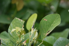 Catochrysops panormus exiguus