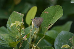 Catochrysops panormus exiguus