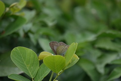 Catochrysops panormus exiguus