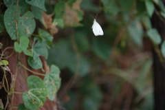 Leptosia nina niobe