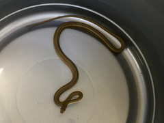Psammophis notostictus