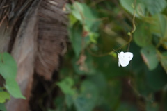 Leptosia nina niobe