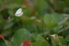 Leptosia nina niobe