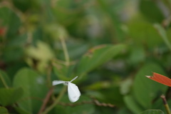 Leptosia nina niobe