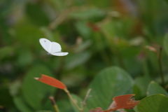 Leptosia nina niobe