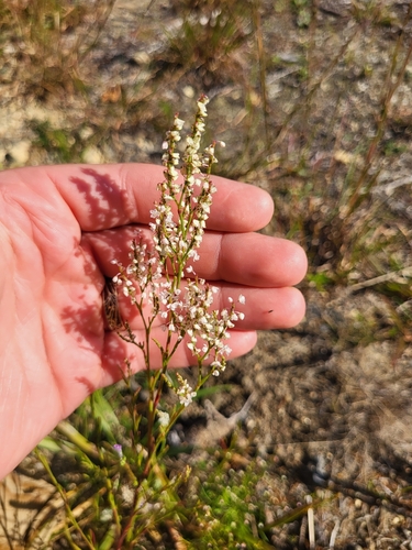 Coastal jointweed (Polygonella articulata)