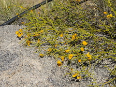 Senna aphylla