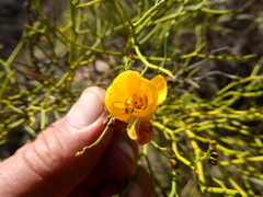 Senna aphylla