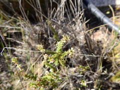 Acantholippia seriphioides