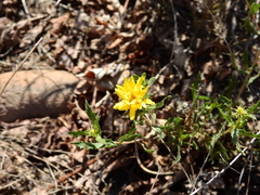 Grindelia pulchella