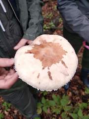 Macrolepiota konradii