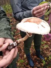 Macrolepiota konradii