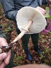 Macrolepiota konradii