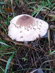 Macrolepiota konradii