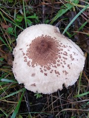 Macrolepiota konradii