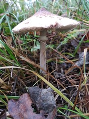Macrolepiota konradii