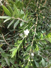 Myrtus communis