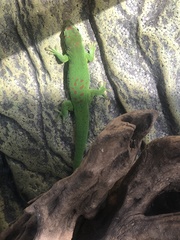 Phelsuma