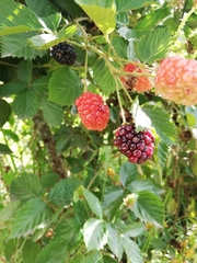 Rubus floribundus