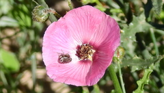 Tetragonoschema