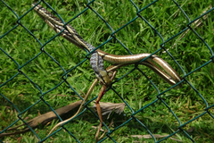 Dendrelaphis bifrenalis