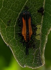 Pentispa vittatipennis