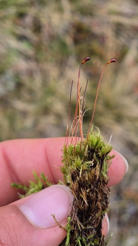 Meesia uliginosa observed 2025-09-12