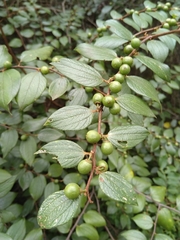 Ziziphus oenopolia