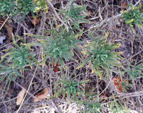 Achillea ochroleuca, photograph 3