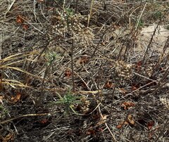 (c) Roman, some rights reserved (CC BY) Achillea ochroleuca, photograph (c) Roman, some rights reserved (CC BY)