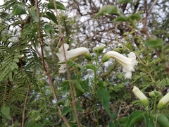 Amphilophium carolinae