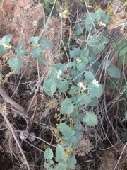 Solanum villosum