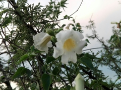 Amphilophium carolinae