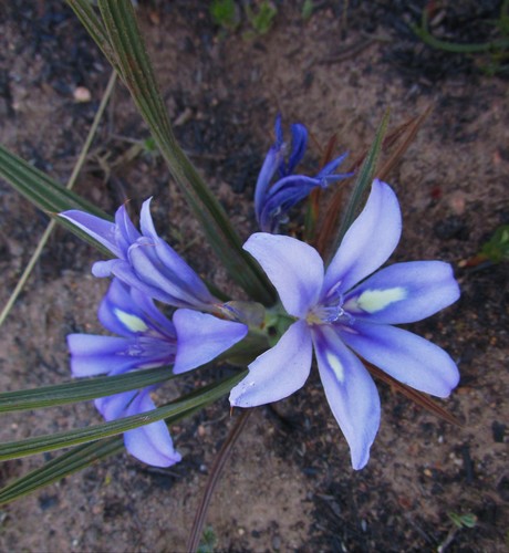 Babiana sambucina (Jacq.) Ker Gawl.