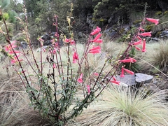 Penstemon isophyllus