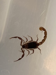 Compsobuthus schmiedeknechti