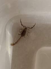 Compsobuthus schmiedeknechti