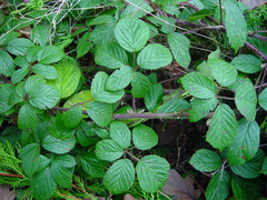 Rubus dasyphyllus