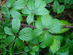 Rubus dasyphyllus