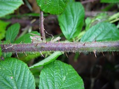 Rubus dasyphyllus