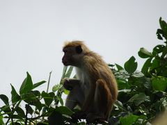 Macaca sinica