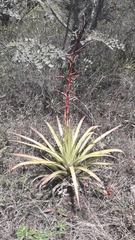 Tillandsia secunda