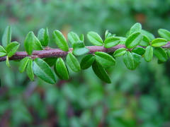 Cotoneaster integrifolius