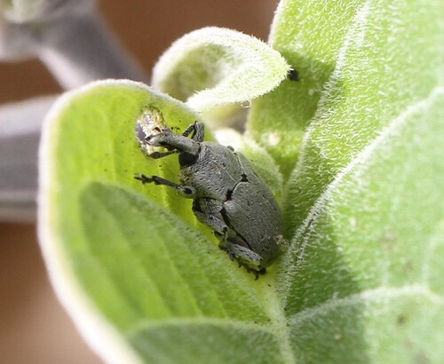 Datura Weevil photo 3
